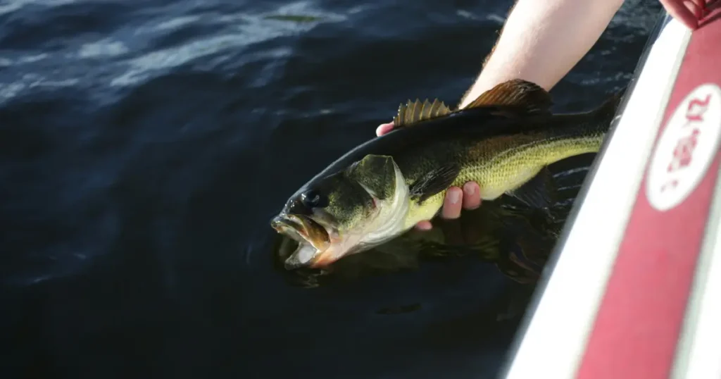 Bass Fishing Techniques