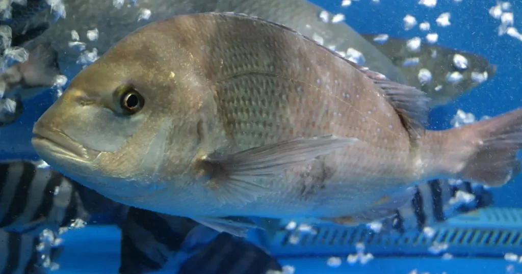 Sea Bream Fishing