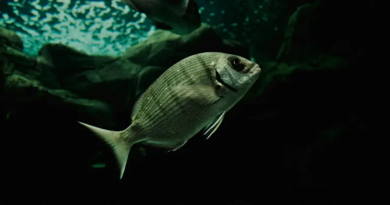 Sea Bream Fishing