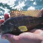 Wrasse Fish and Black Sea Bass