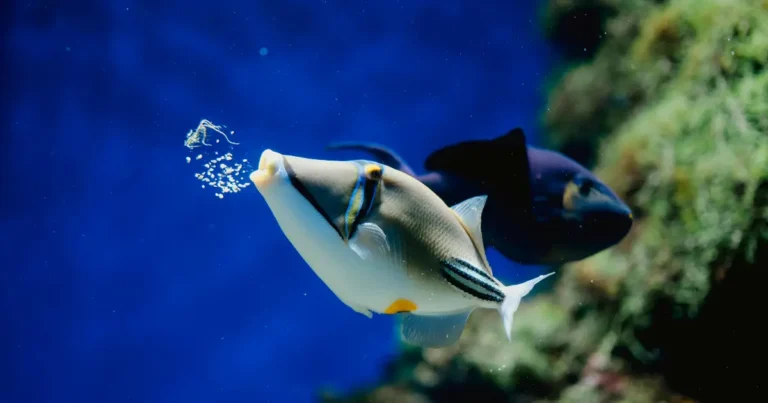 triggerfish