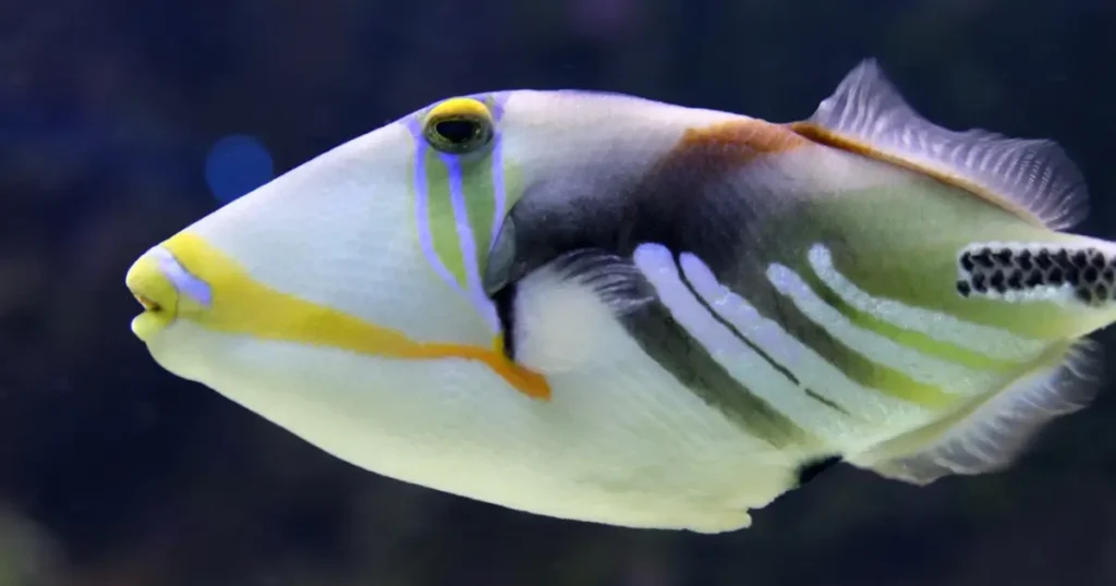 triggerfish